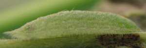 Larvae
